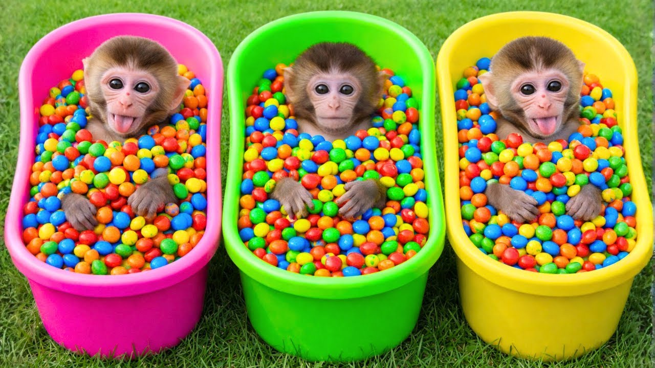 Monyet Milo Imut makan jelly pelangi dan memancing di dalam rumah bersama bebek