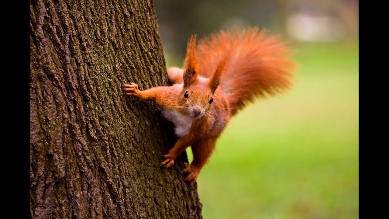 Red Squirrels in Kent