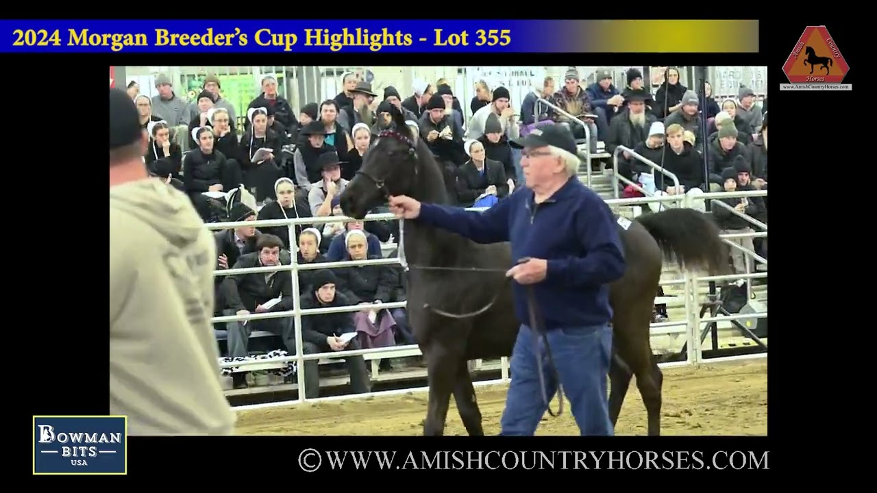 2024 Morgan Breeder's Cup Highlights   part 2 of 2