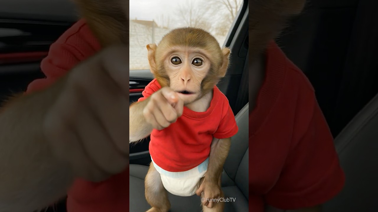baby monkey in the car 🚗