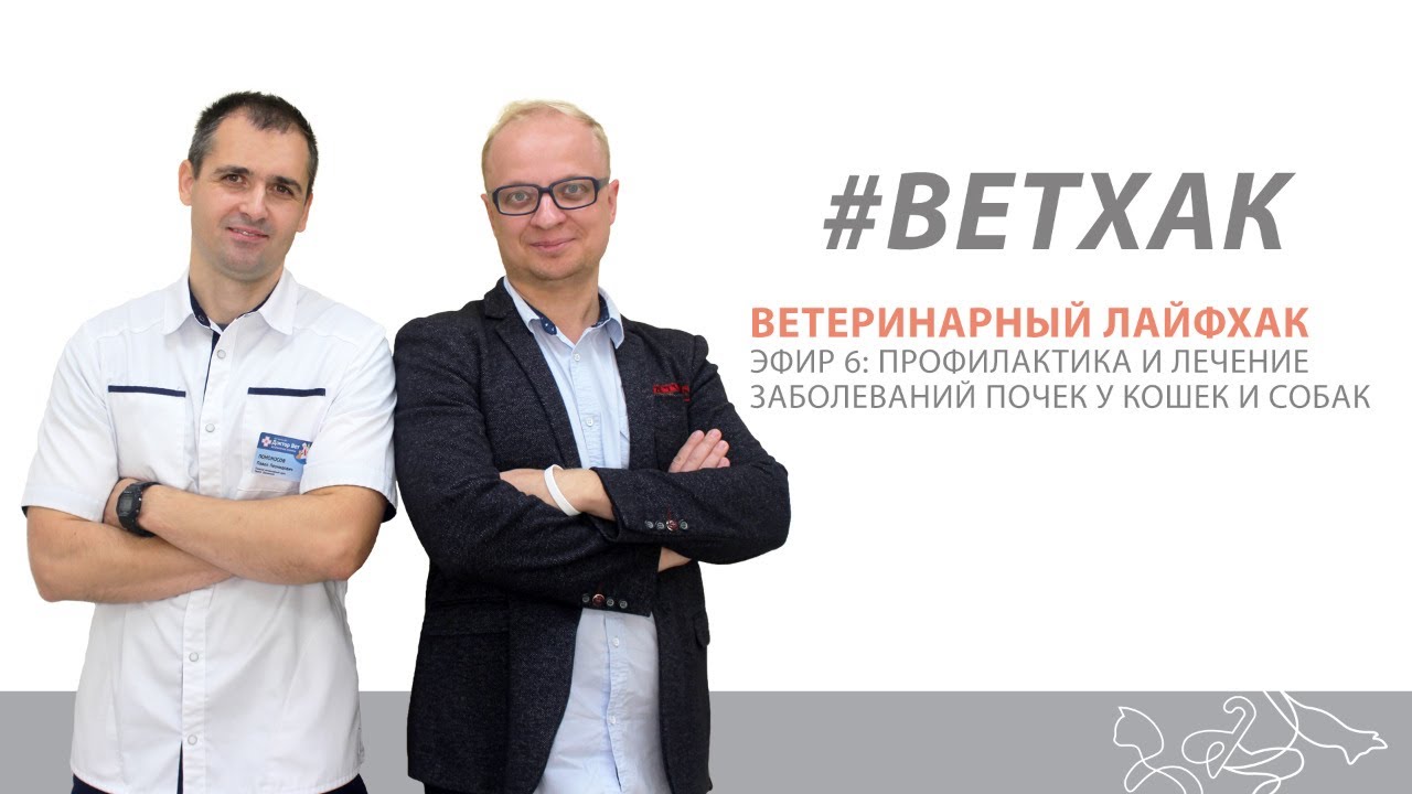 Ветхак #6: заболевания почек у кошек и собак