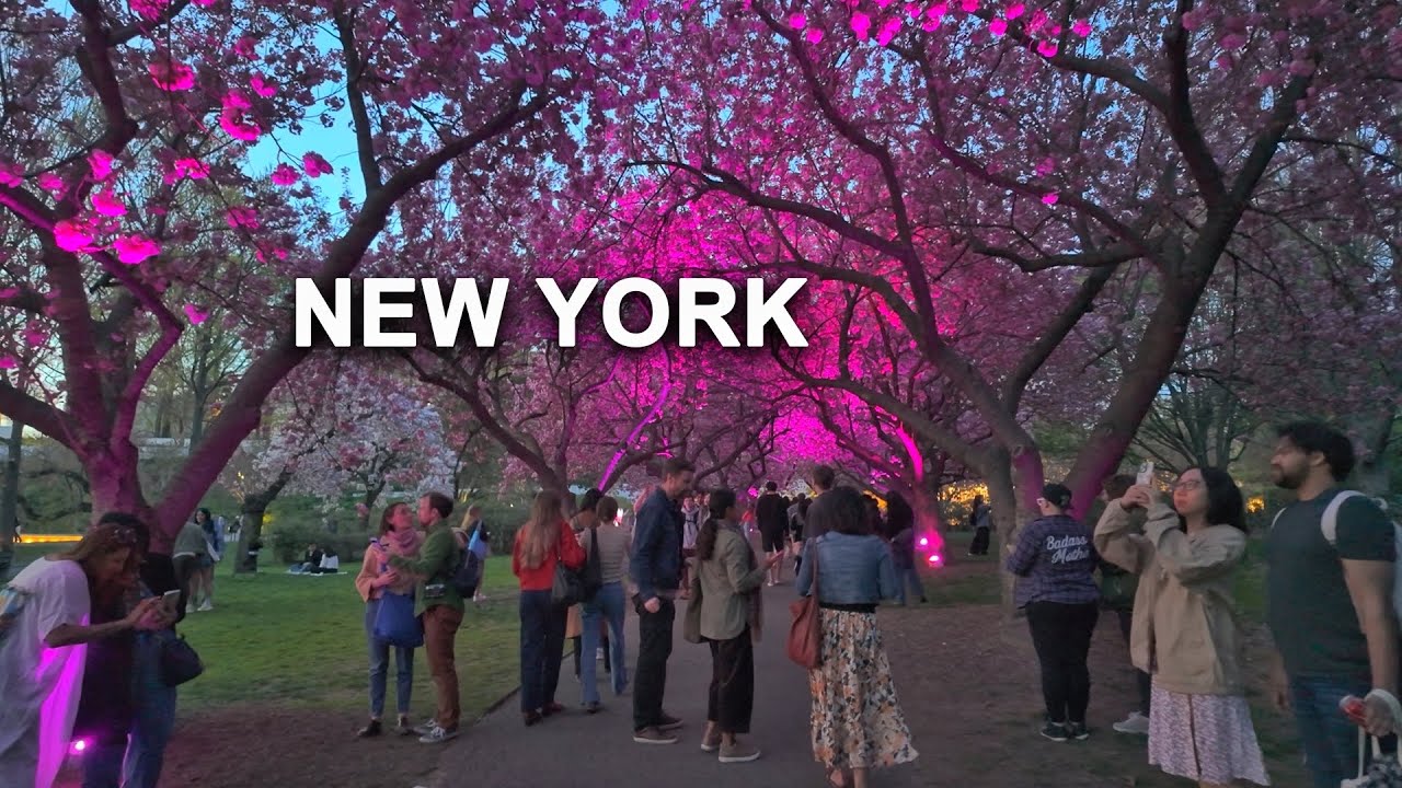 New York City Brooklyn Botanic Garden 2025 Cherry Blossom | Hanami Night at Brooklyn Botanic Garden