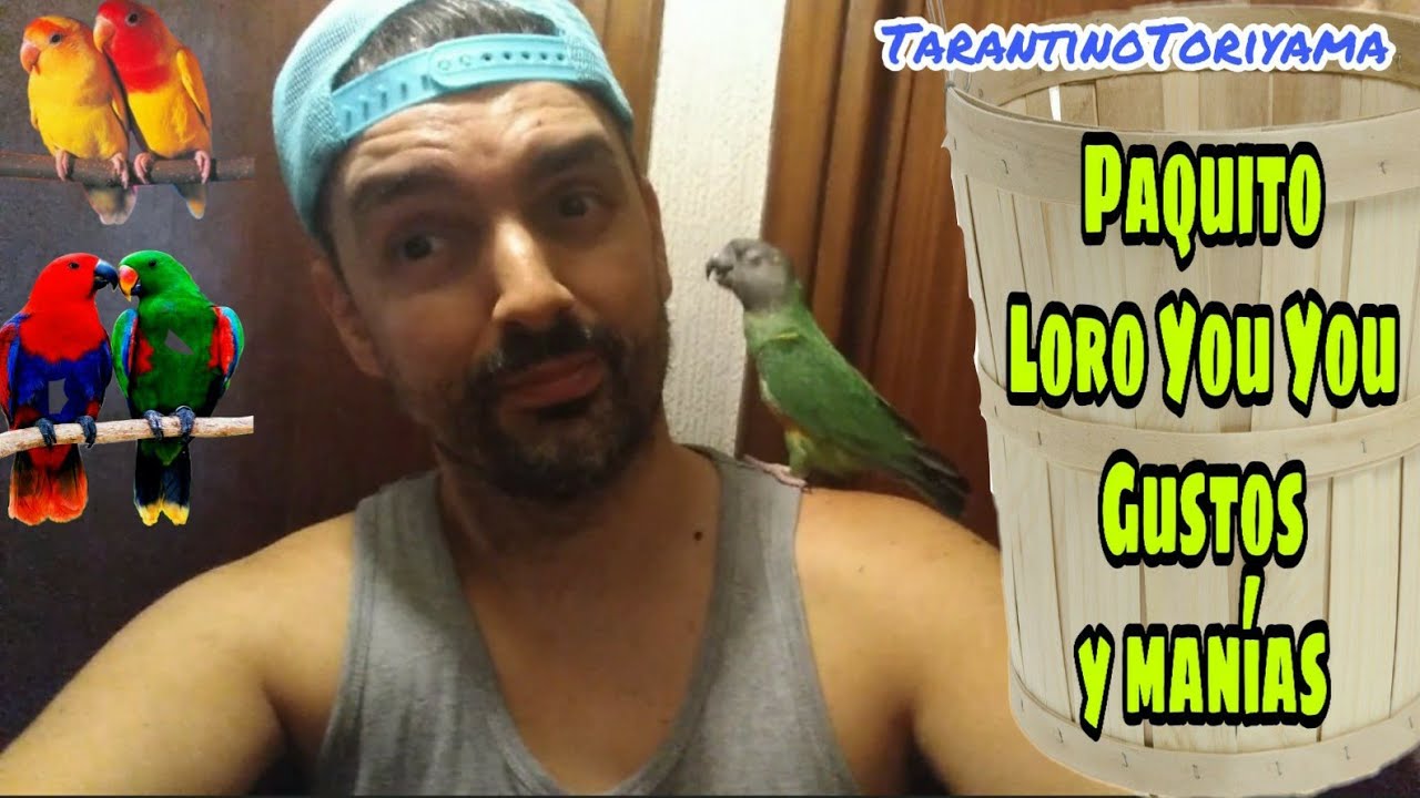 🥇 PAQUITO LORO YOU YOU 🦜 Gustos y MANÍAS ✔️♥️ - Tus MASCOTAS y tú