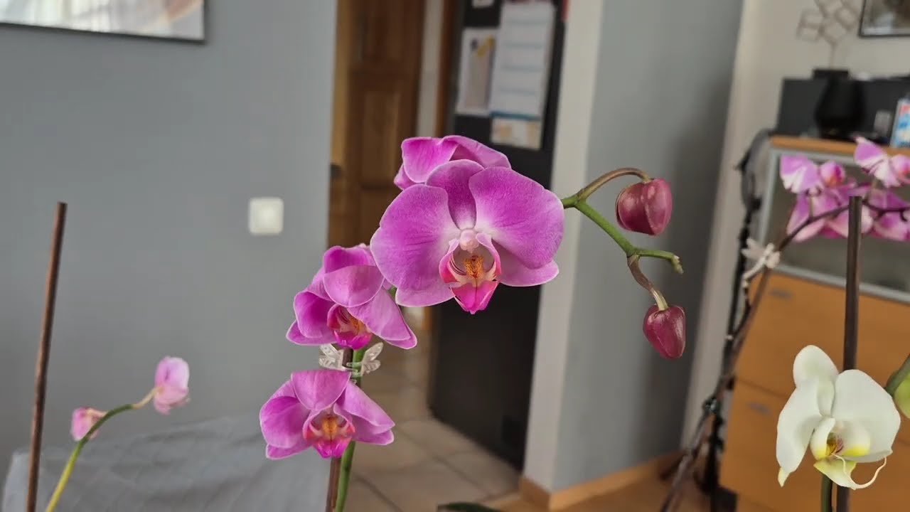 СРАБОТАЛО! 😍 5 ОРХИДЕЙ С НОВЫМИ ЦВЕТОНОСАМИ