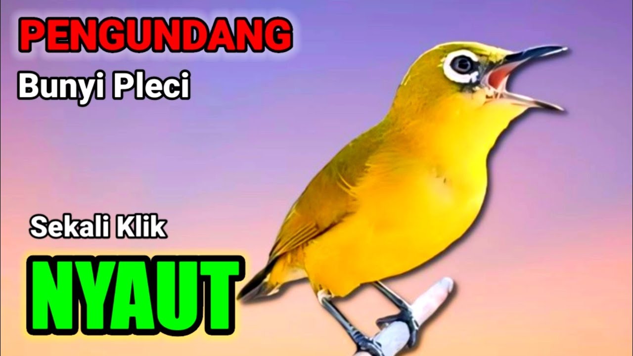 PLECI GACOR suara ngalas NGOTOT - AHLINYA MENGUNDANG BUNYI