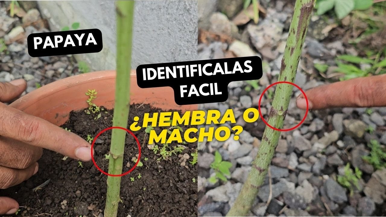 Como identificar entre un papayo macho y hembra - Truco Revelado
