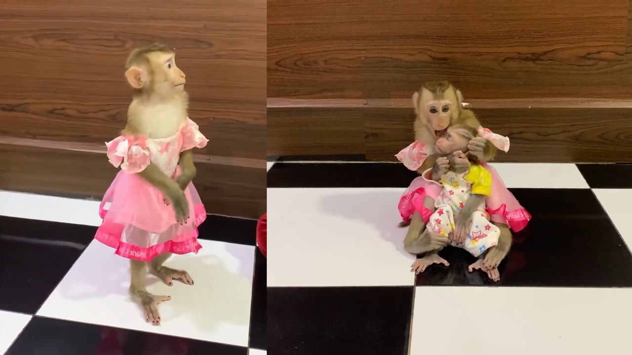 Beautiful Princess! 🌸 Pet Monkey in a Pink Dress Hugs Her Baby Sibling
