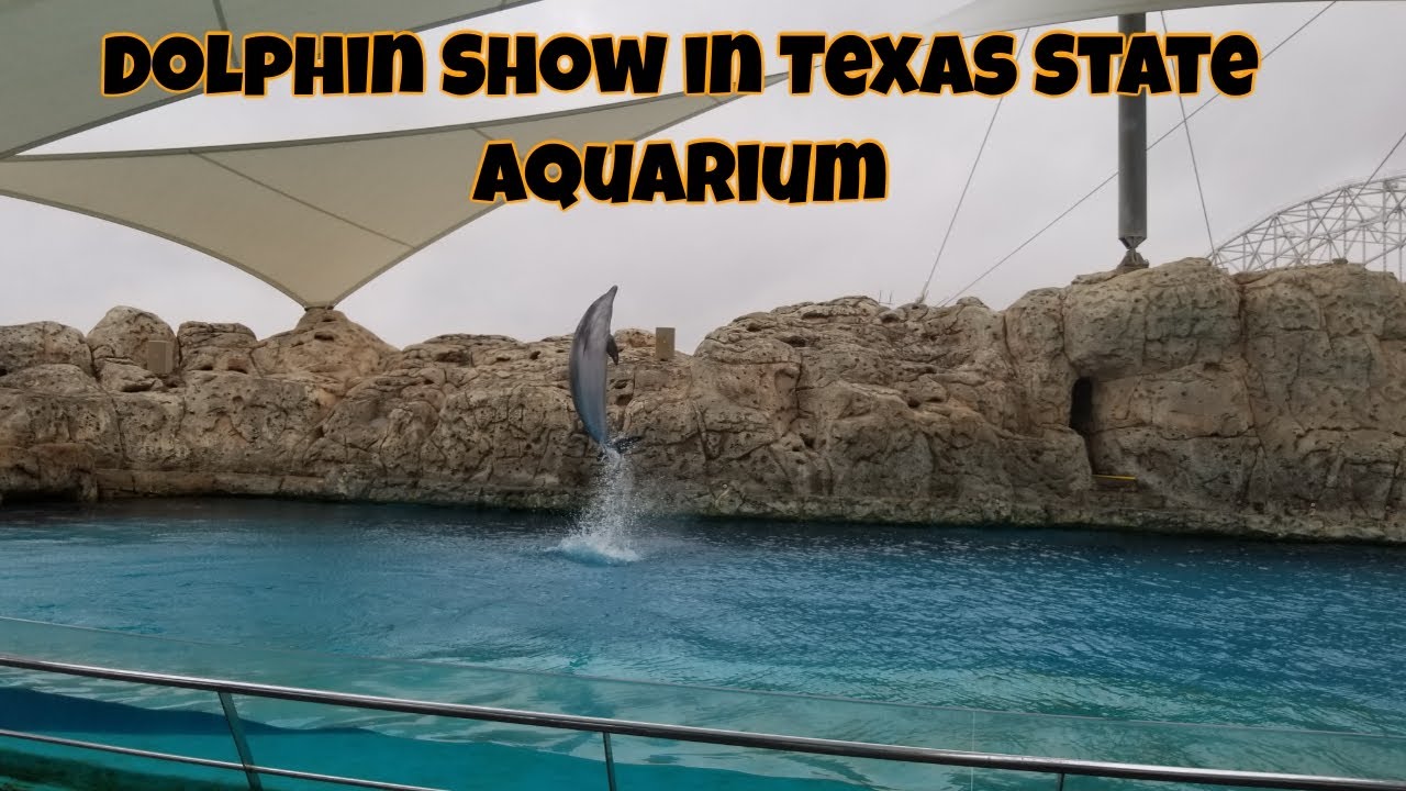 Dolphin Show in Texas State Aquarium | Dolphins | Texas State Aquarium