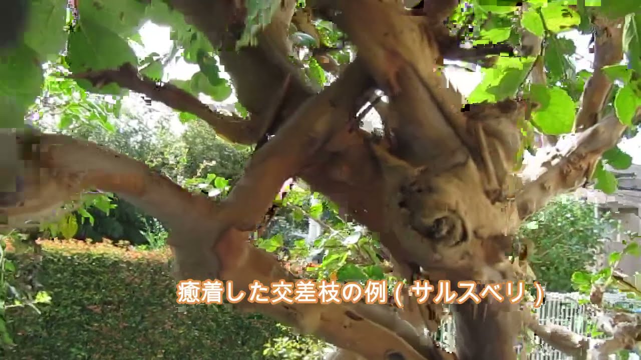 No.111 忌み枝除去の実際①