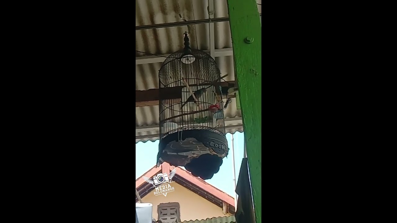 JALAK RIO RIO GACOR cocok untuk terapi Jalak rio yang macet bunyi