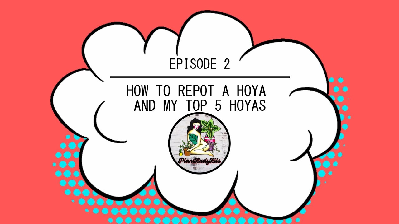 Ep2: How to repot a Hoya & my top 5 Hoyas