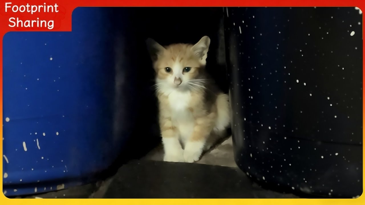 Котёнок, прячущийся от дождя. Она подождала, а затем дала ему дом.