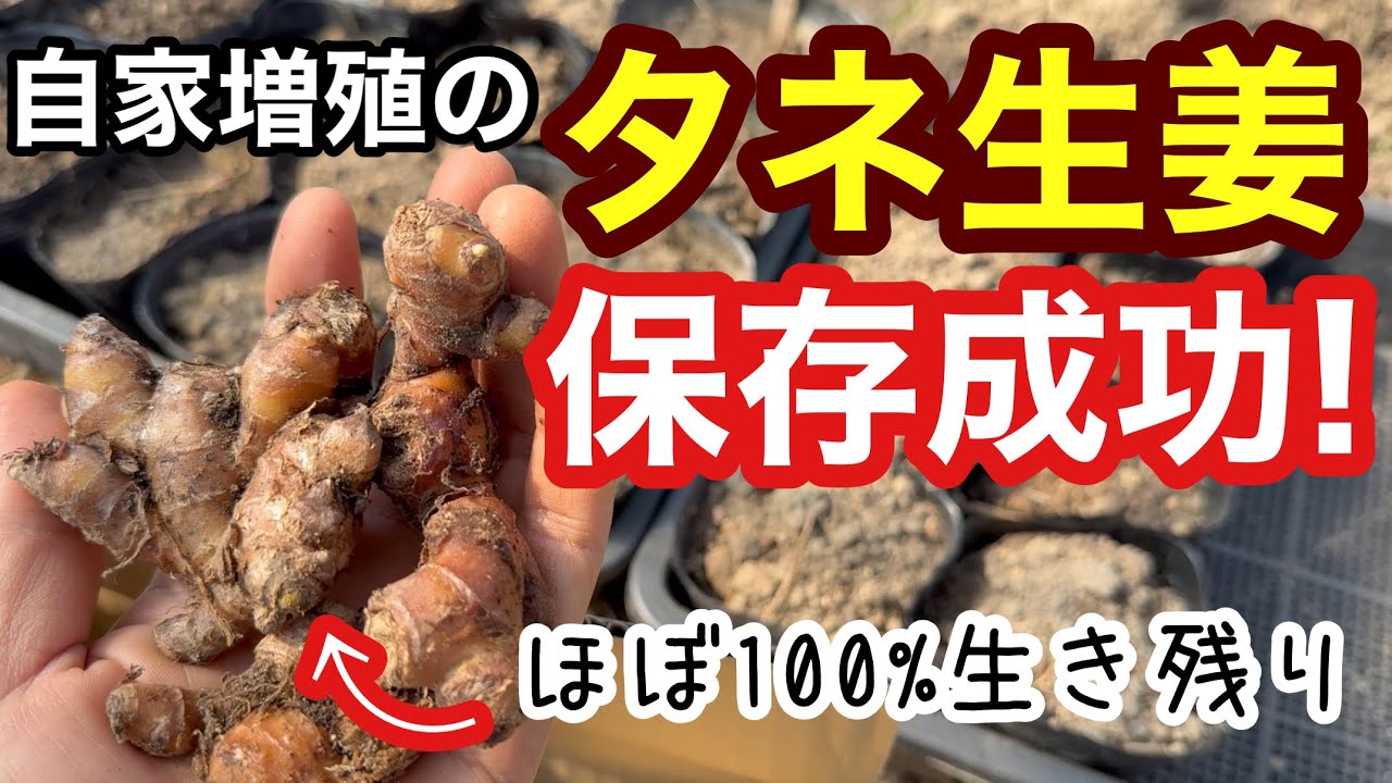 【ショウガ栽培】タネ生姜の保存成功例と芽出し作業《家庭菜園/自給農/無農薬/自家増殖》