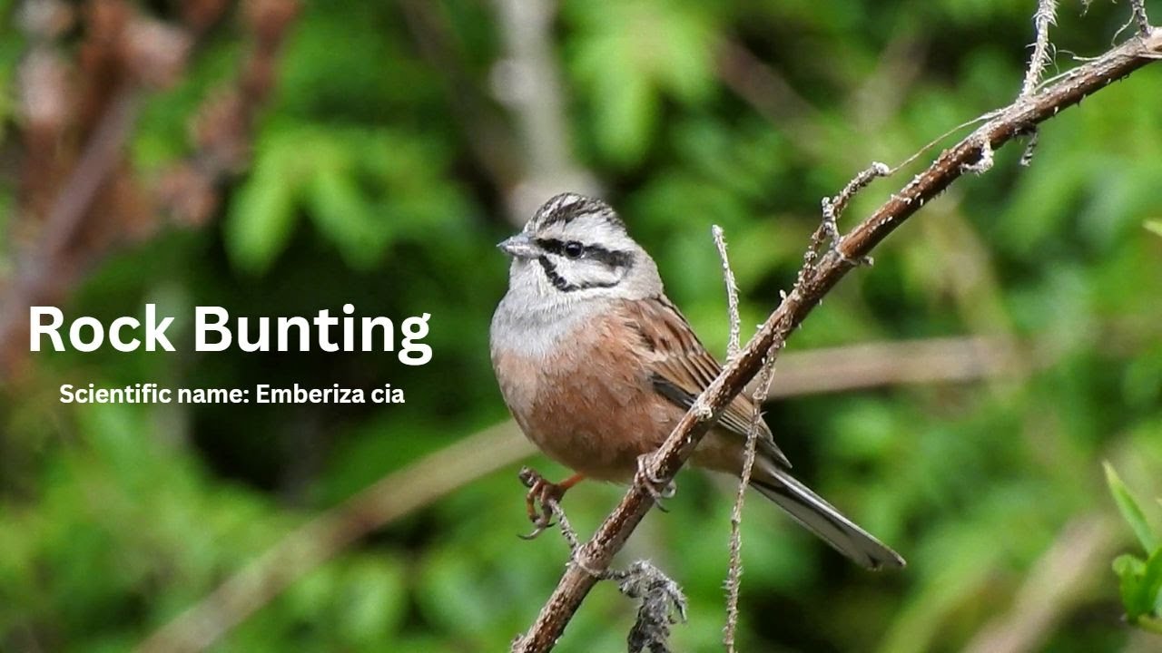 Rock bunting / Emberiza cia #wildindiajourney