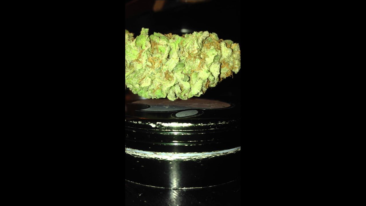 Showing off BC Bud - Ambrosia