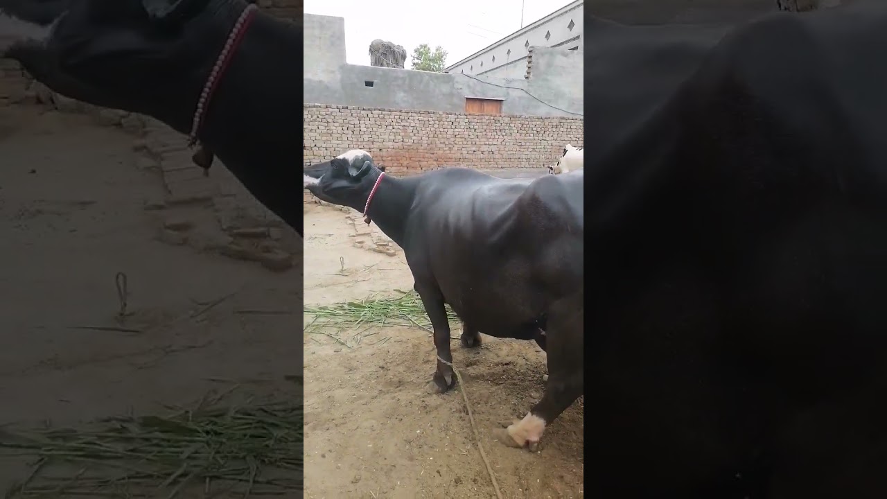 Nili buffalo ravi buffalo#shortvideo #buffalo