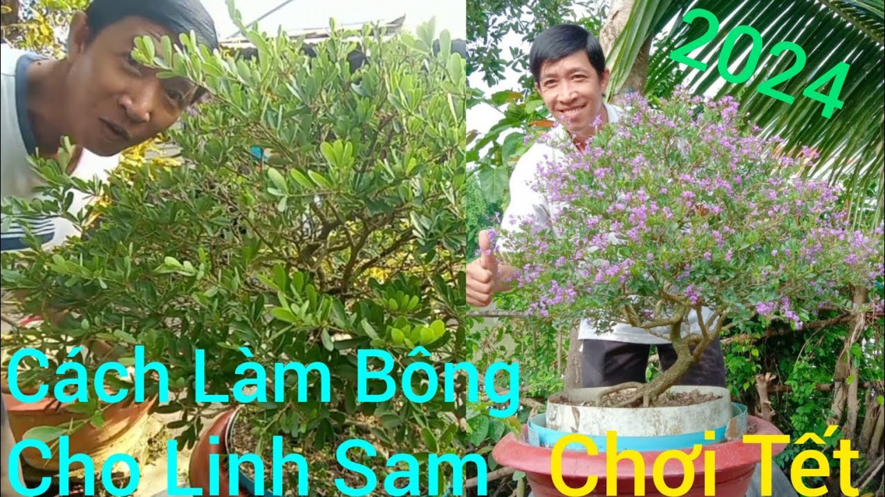 Cách Làm Cây Linh Sam Nở Hoa Đồng Loạt Đúng Vào Diệp Tết Nguyên Đán 2024