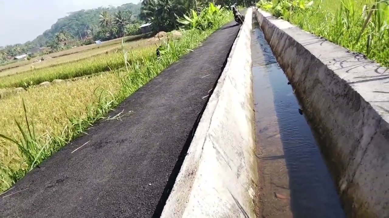 dijual sebidang sawah