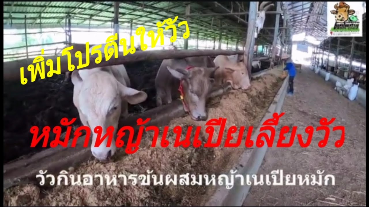 หญ้าหมักเนเปีย เพิ่มโปรตีน ฟาร์มกำนันเตียง อ.ราษีไศล จ.ศรีสะเกษ