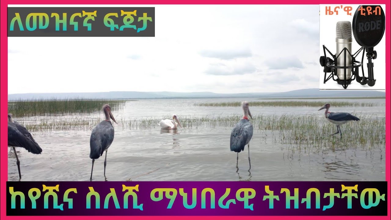 ታዛቢዎቹ የሺና ስለሺ ማህበራዊ ትዝብታቸውን አጋርተውናል #ethiopia #መዝናኛ #intertainment #news #newsnow #ebs #anchor