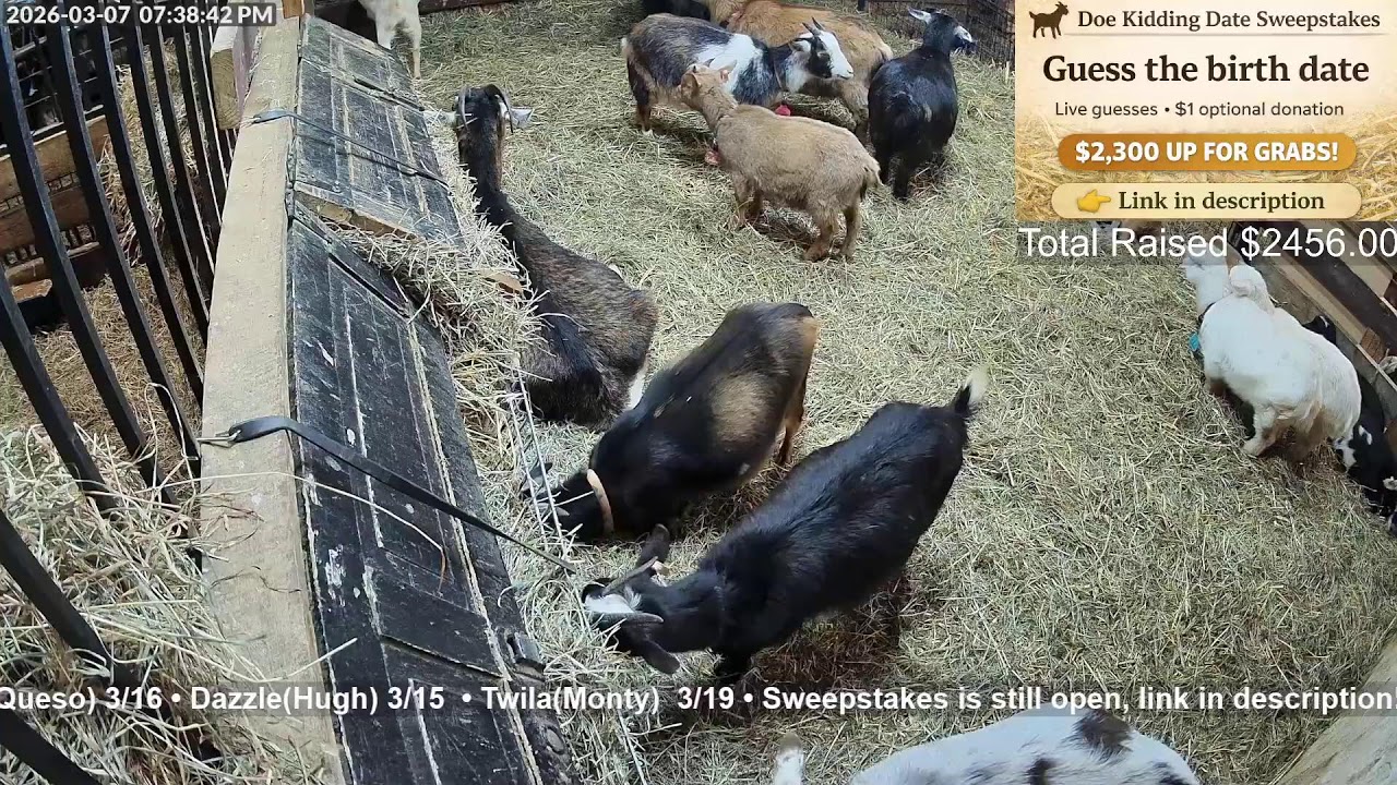 Saturday baby goat farm - SFF
