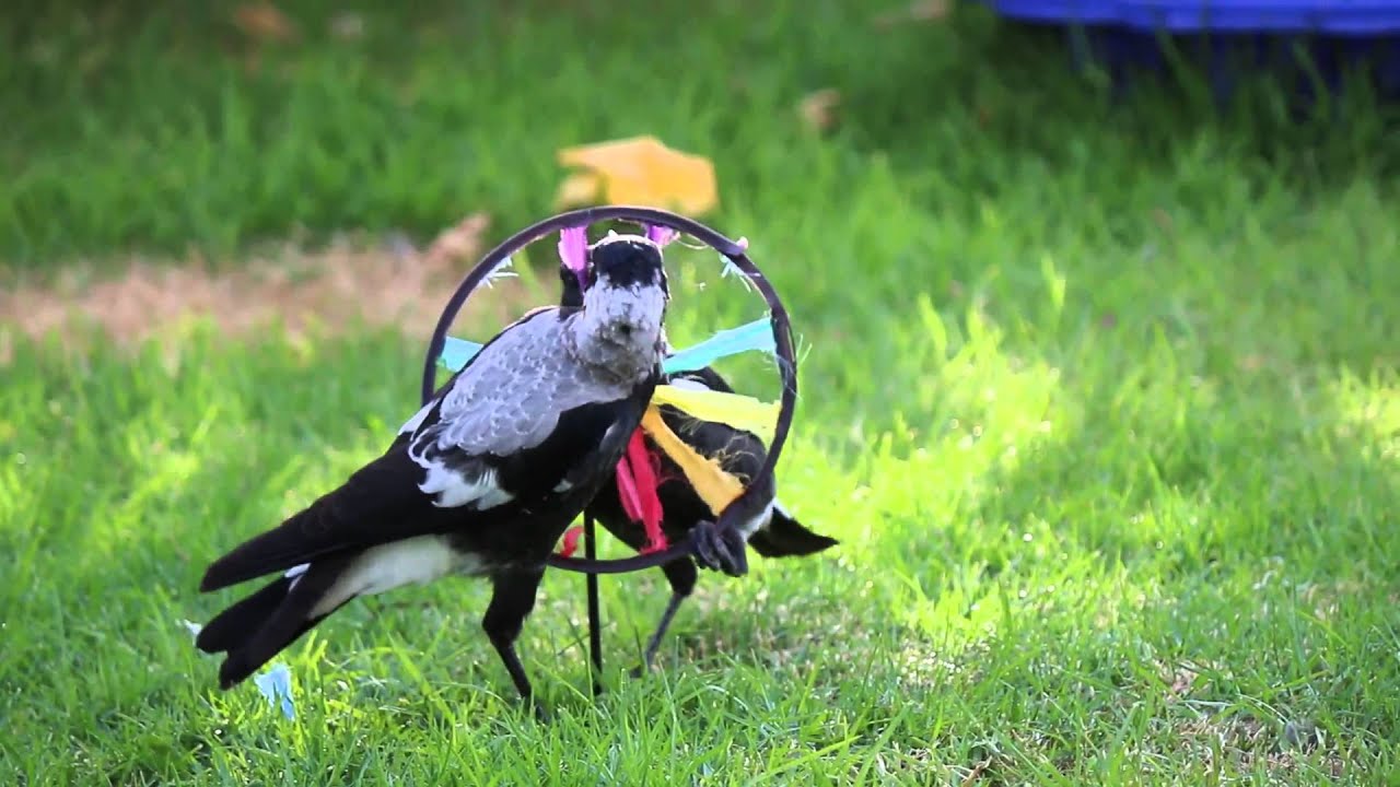 Magpies Playing With Windmills! | Australia