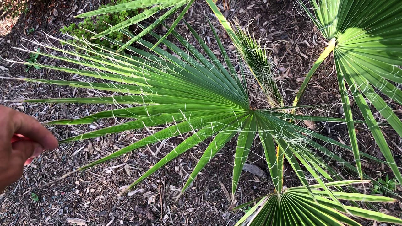 Palm Review: Washingtonia Robusta (Mexican Fan Palm) in Virginia!