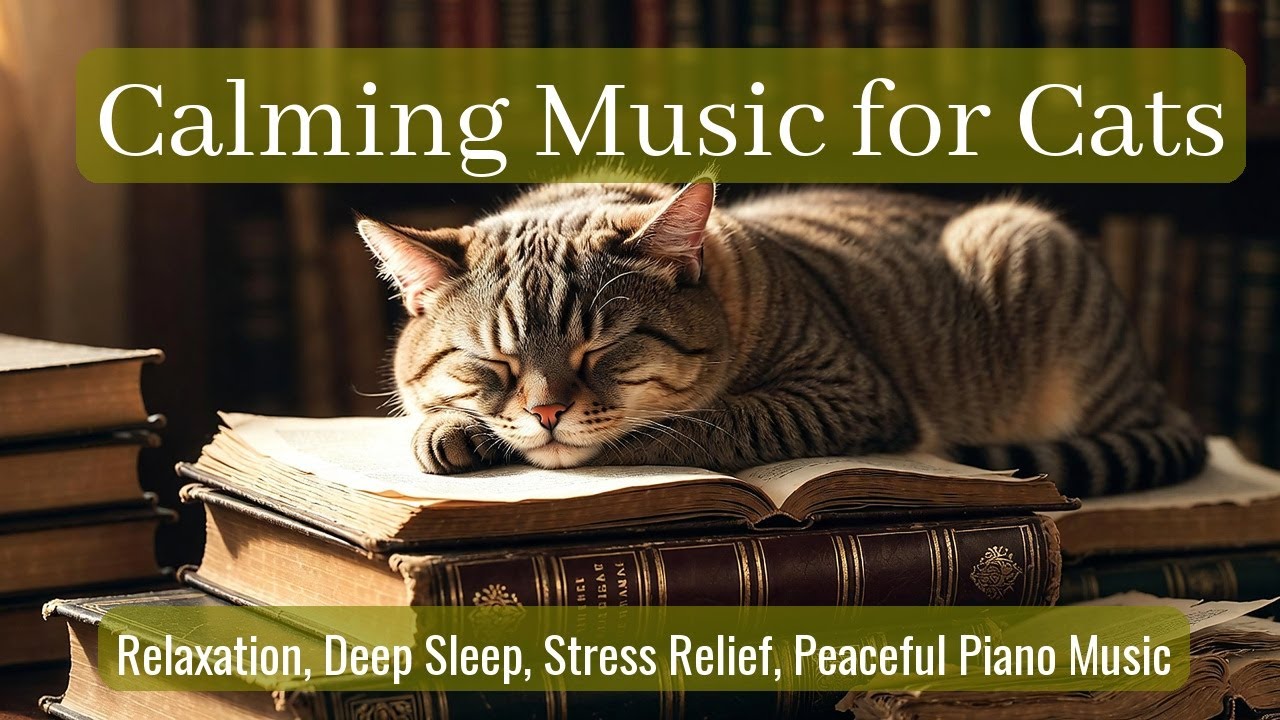 LIVE 🐱 Lazy Kitty Napping Gently with Soft Piano Music for Deep Sleep 🌙 | Season 31
