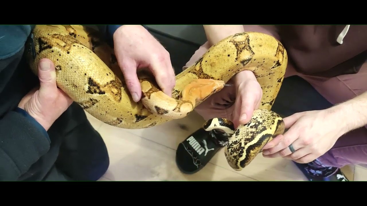 Animal Fascination #7 - La beauté du BOA