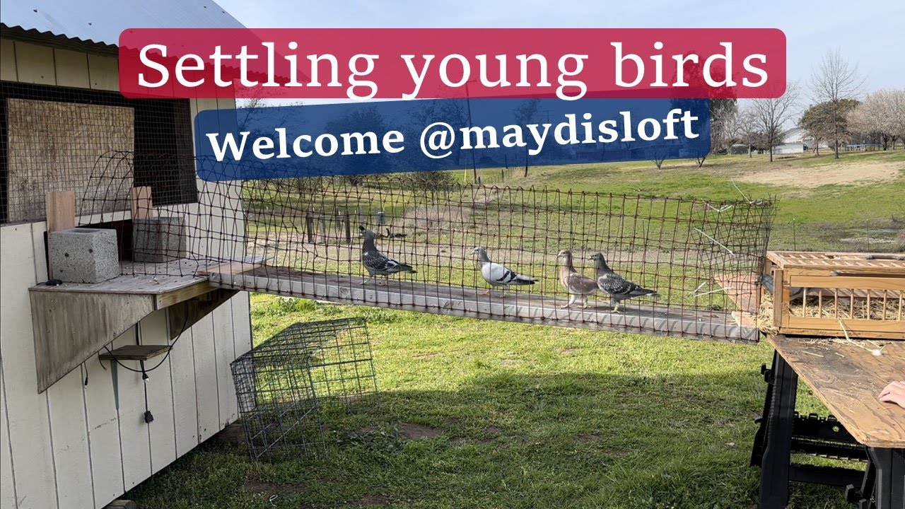 Settling Pigeons 2023 YB plus MAYDIS LOFT BIRDS!