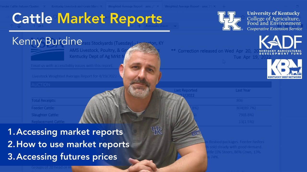 Beef Business Foundations | Cattle Market Reports