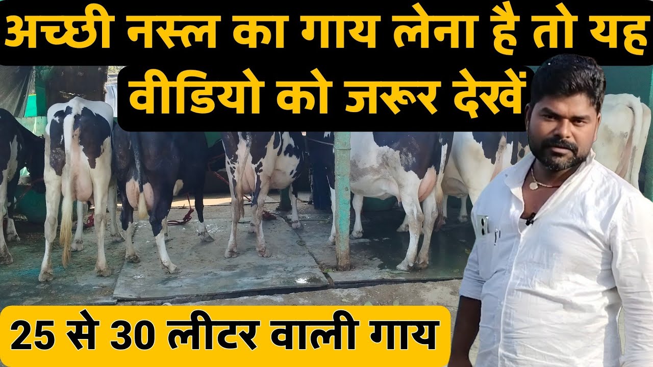 समस्तीपुर में 25 से 30 लीटर दूध वाली गाय बिक्री के लिए रामू यादव Dairy Farm Cow Seller Sonu Vl idea 