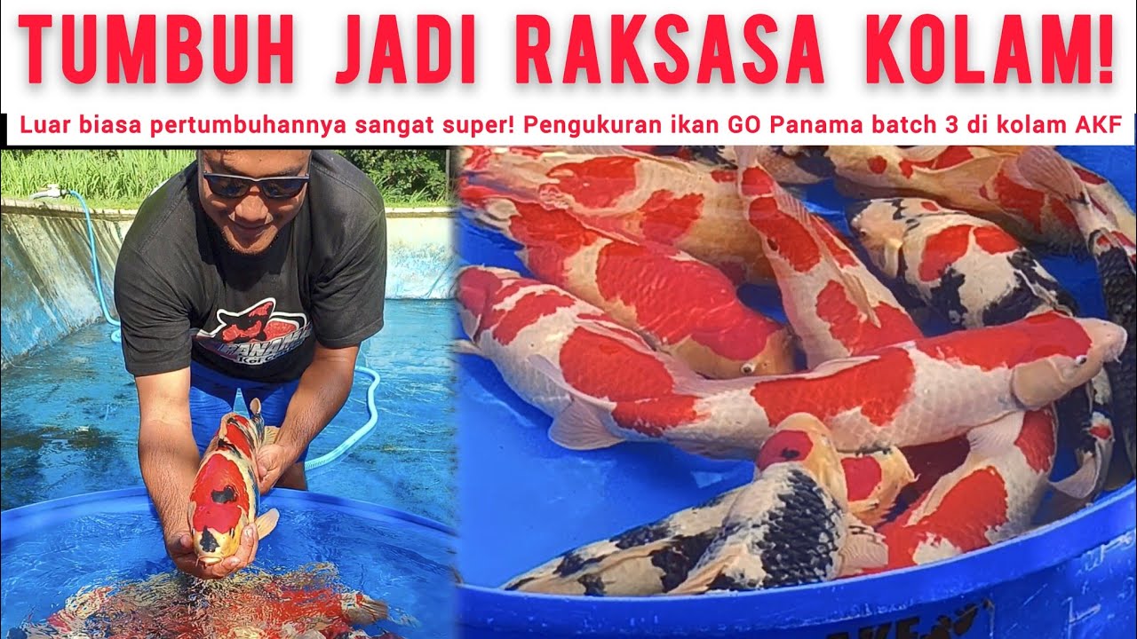 INI BARU KOI JUMBO❗BODY MELEBAR BULKY BERISI❗PENGUKURAN GO PANAMA BATCH 3