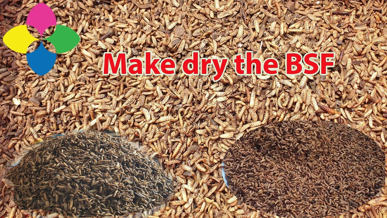 How to  dry  BSF larvae