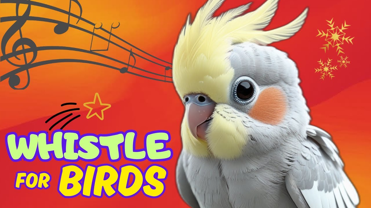 COCKATIEL SINGING for bids | How to train a Cockatiel | Beautiful birds sounds with nature images 4k