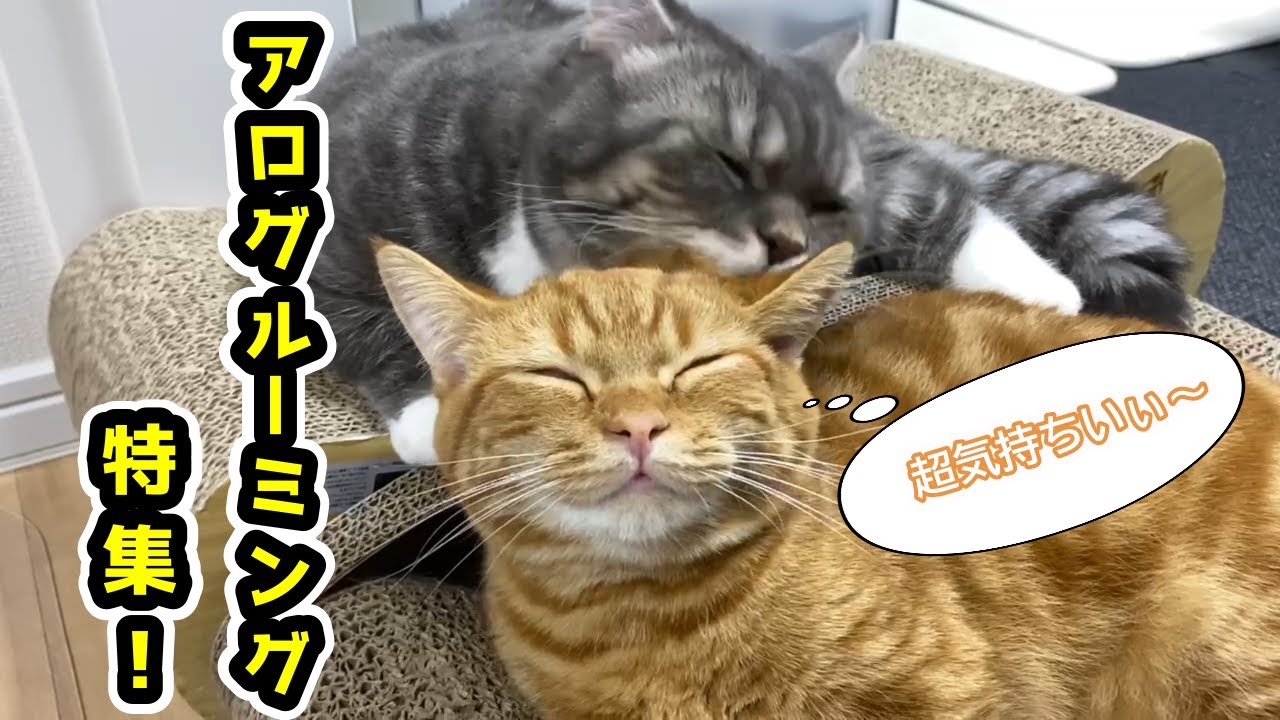 【アログルーミング】３姉弟猫の愛情表現事情はこんな感じです