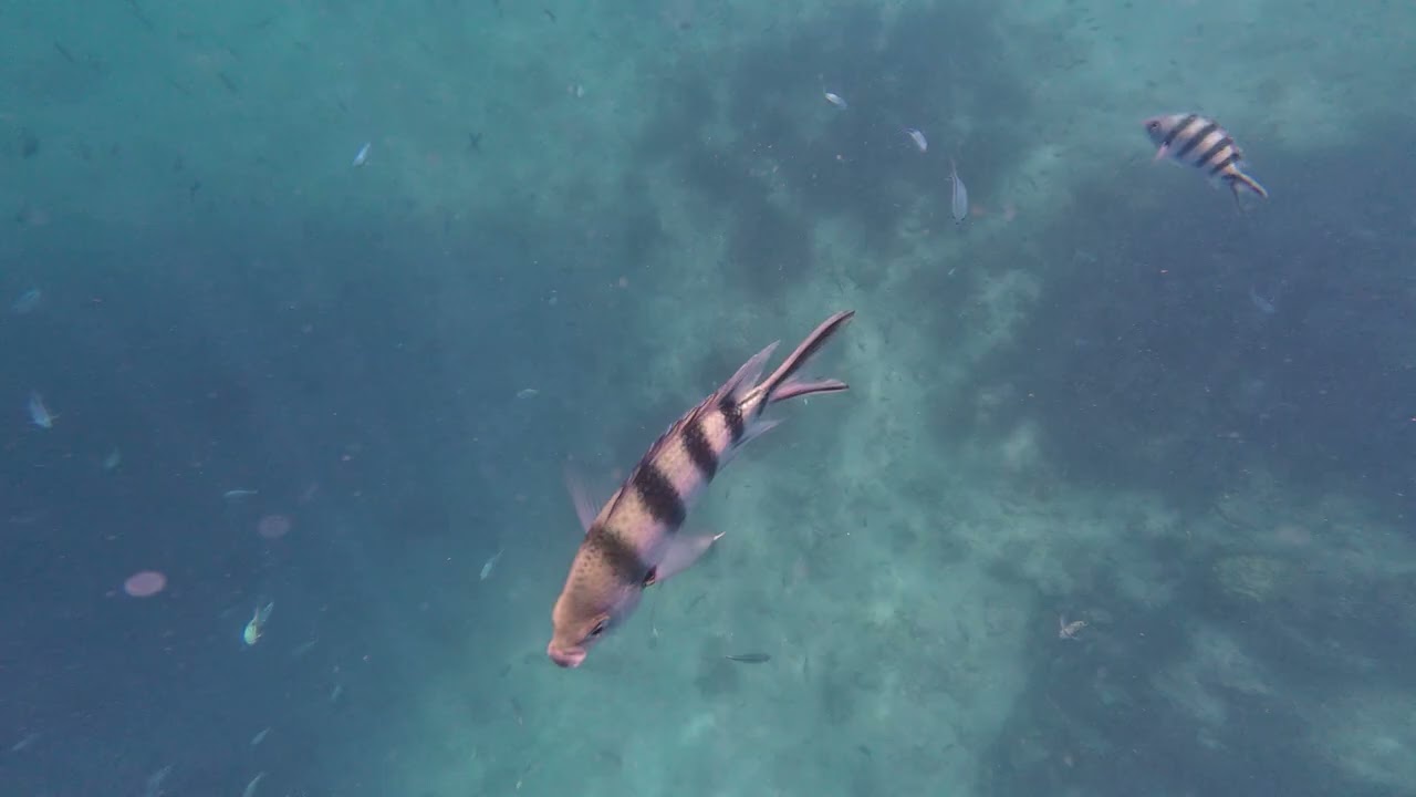 #snorkeling#gulfofthailand#kohchang#fish#travelthai#thailand#southeastasia 