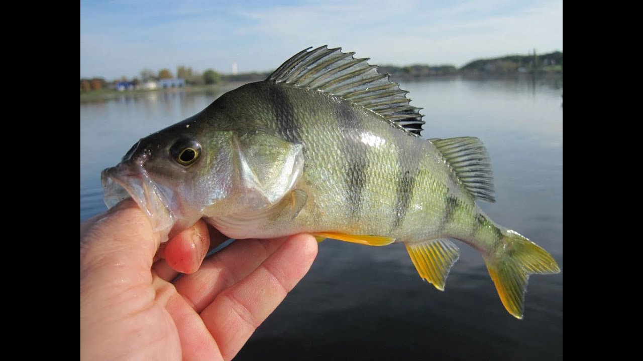 Pêche de la perche et du sandre au vers de terre
