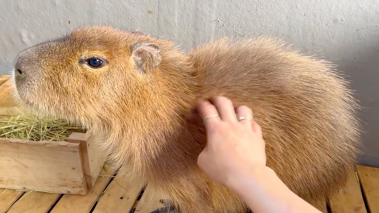 なでるとジブリのごとく毛が逆立つカピバラ