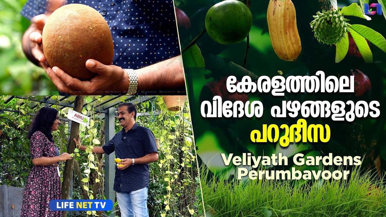 എണ്ണിയാൽ തീരാത്ത അത്ര വിദേശപ്പഴങ്ങൾ കായ്ക്കുന്ന ഒരിടം | Veliyath Gardens Perumbavoor | Life Net TV