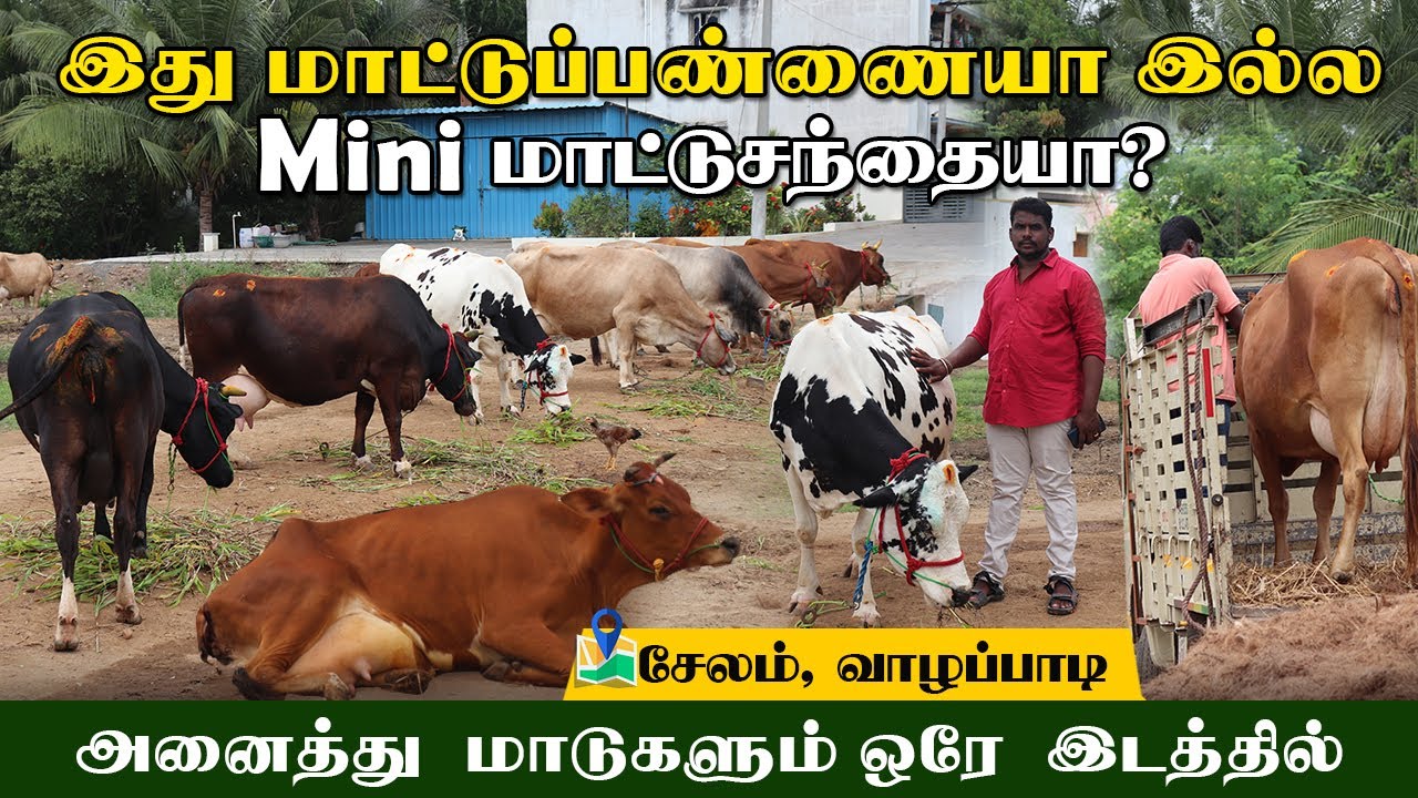 25 லிட்டர் பால் கறக்கும் மாடுகள் இங்கு கிடைக்கும் |  பண்ணையில் இருந்து நேரடி விற்பனை #cowsanthai