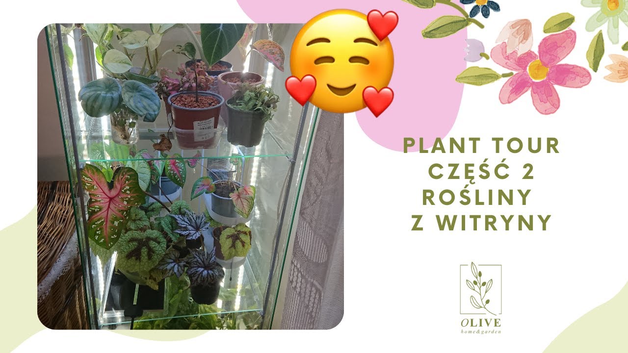 Moje rośliny💚Home plant tour💚IKEA witryna Detolf🌱Przegląd roślin🥰