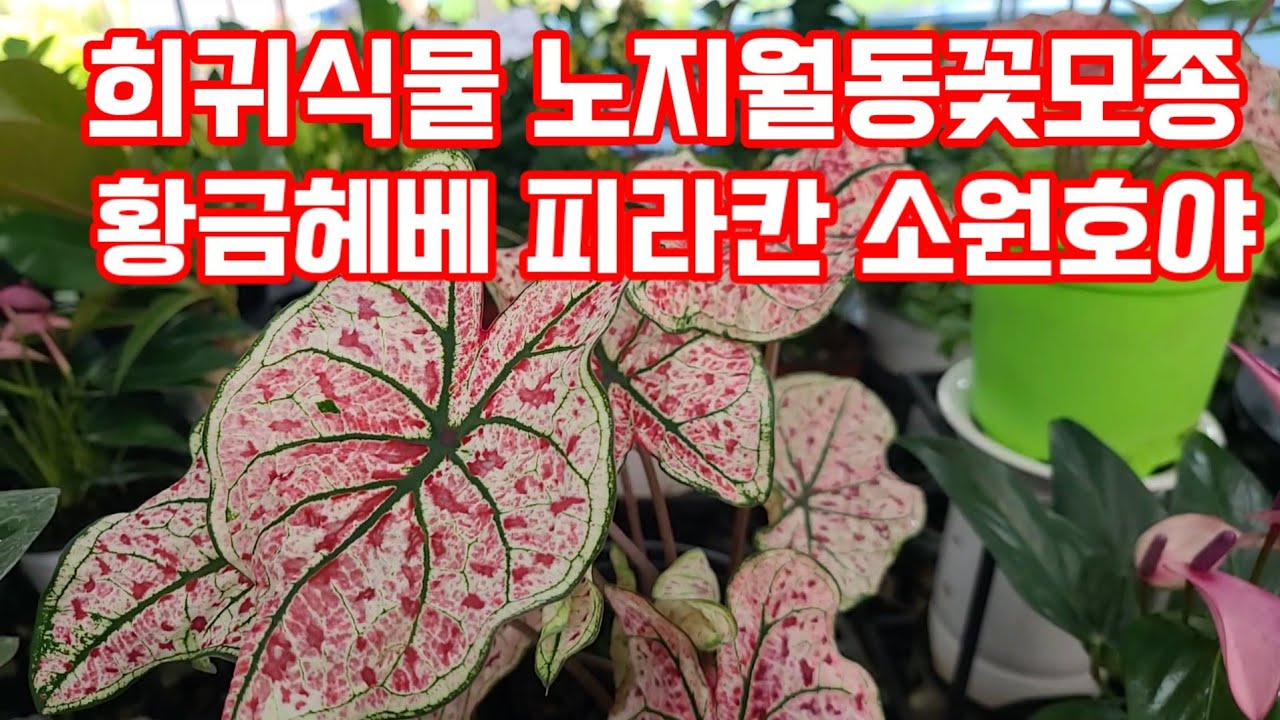 야생화꽃 모종판매 희귀식물 베란다정원화초 노지월동식물