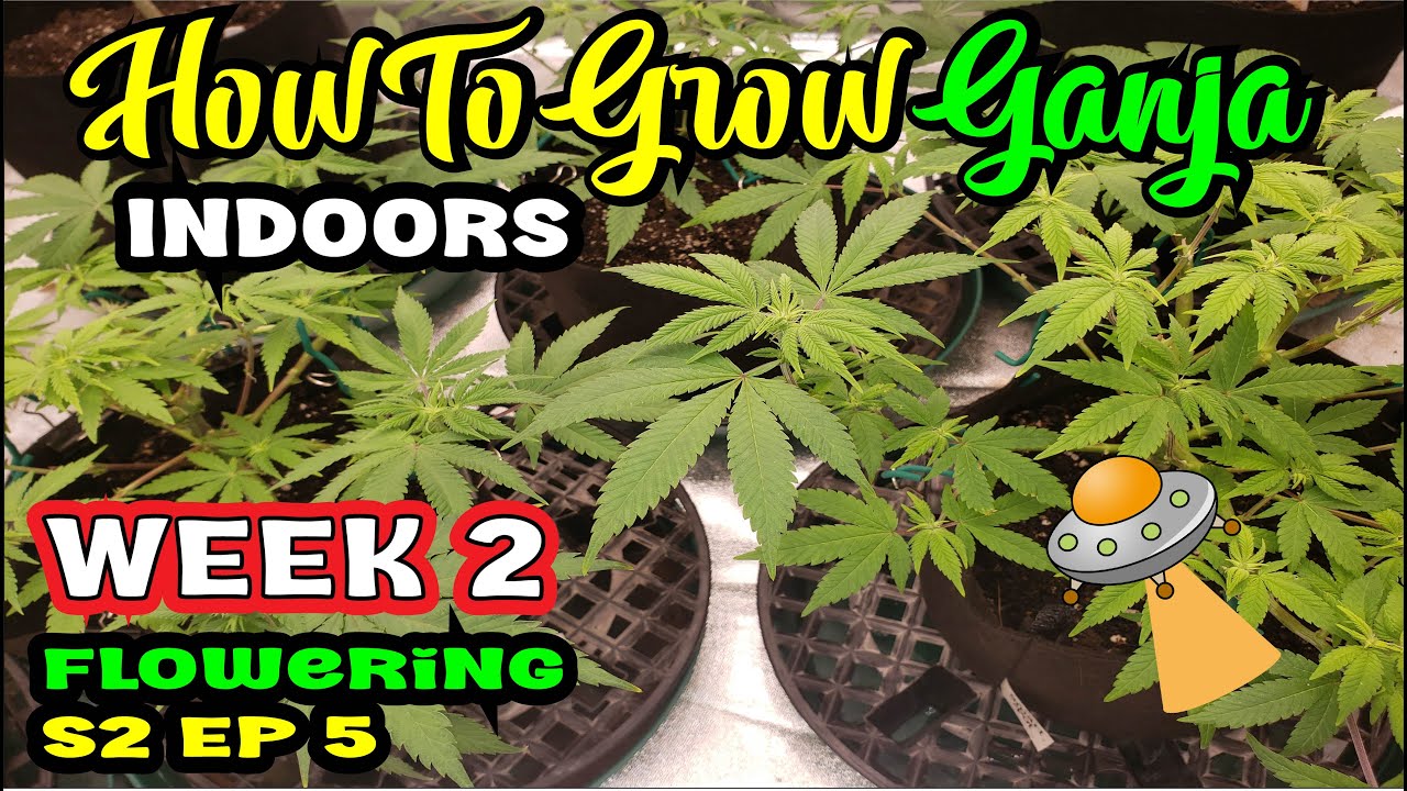 How to Grow Ganja 🔥 Flowering Marijuana Week 2💐 Weed 🌿 Cannabis 🌱 Plants 🏠 Indoors | S2 Ep.5