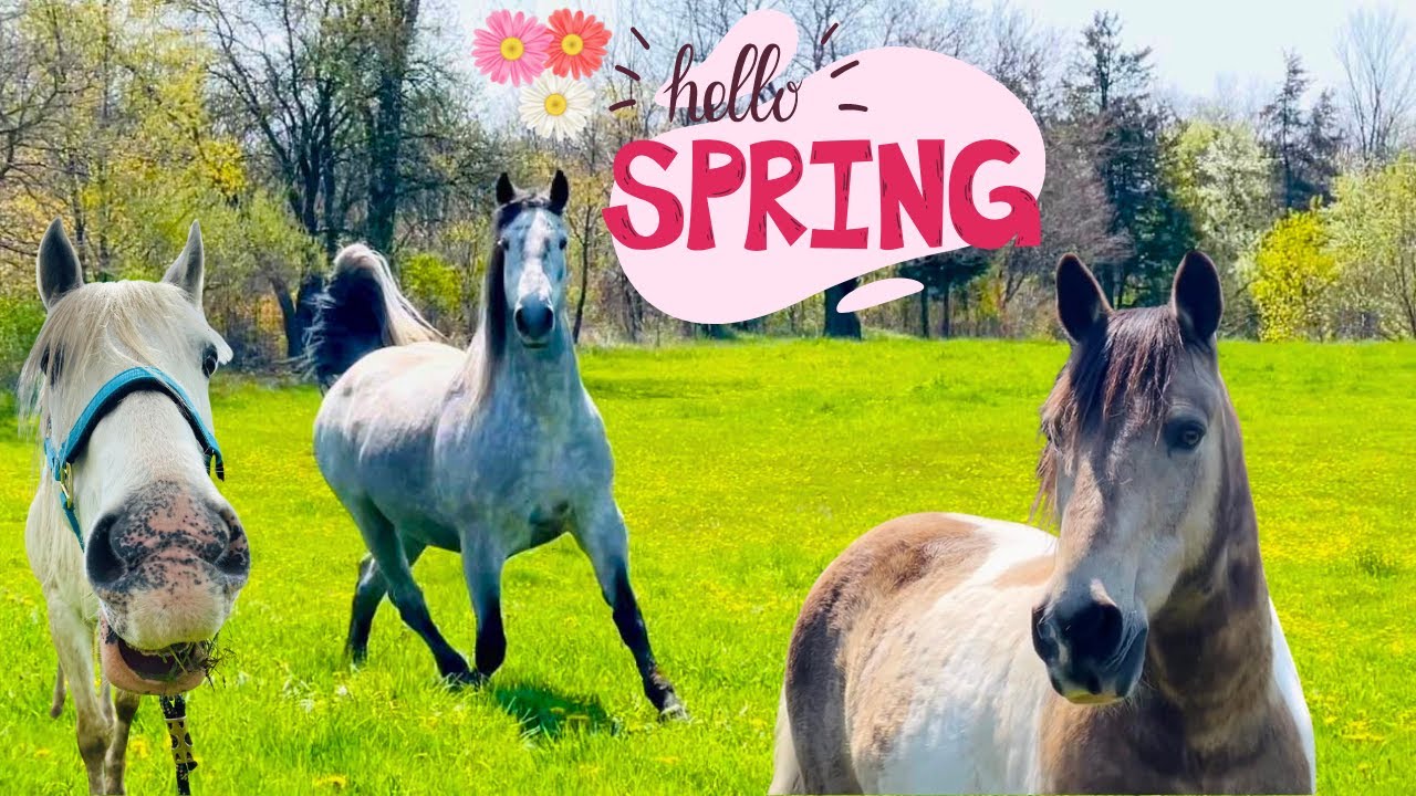 WATCH MY 10.5 HORSES FROLIC IN THE PASTURE!