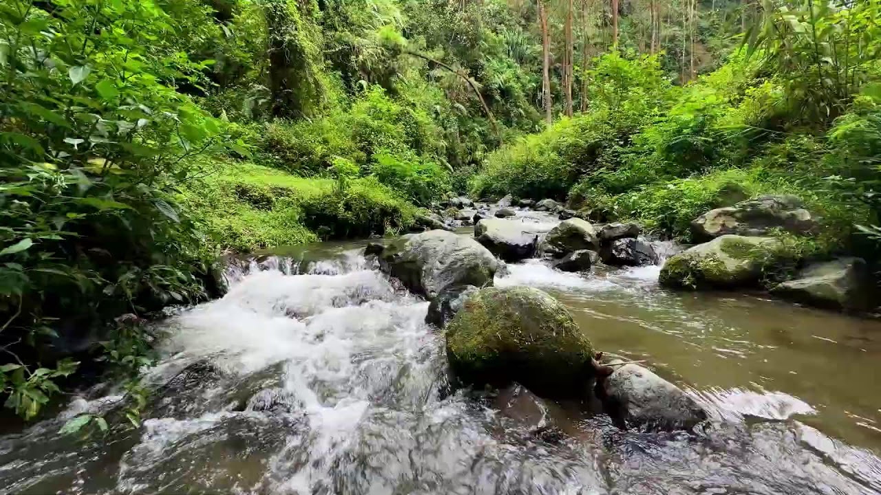 Ease your heart quietly with soothing river ambience near a peaceful woodland creek for deeper rest