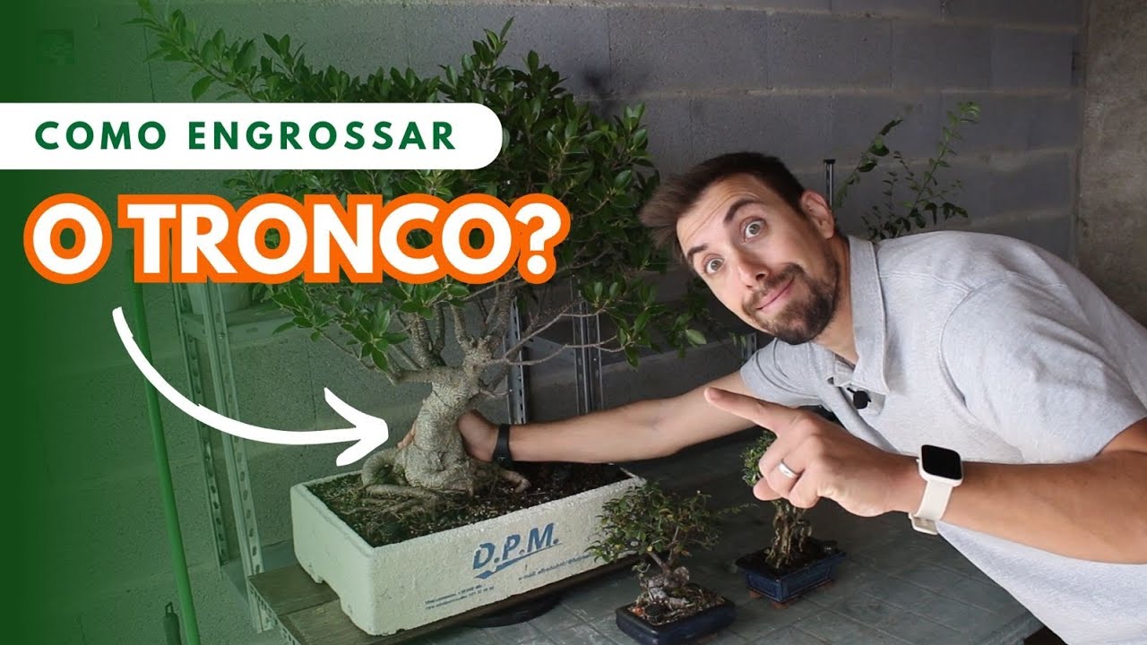 5 MANEIRAS MAIS FÁCEIS PARA ENGROSSAR O TRONCO DO BONSAI