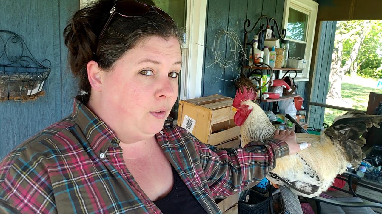 A simple garden vlog with the WORLD's SWEETEST ROOSTER