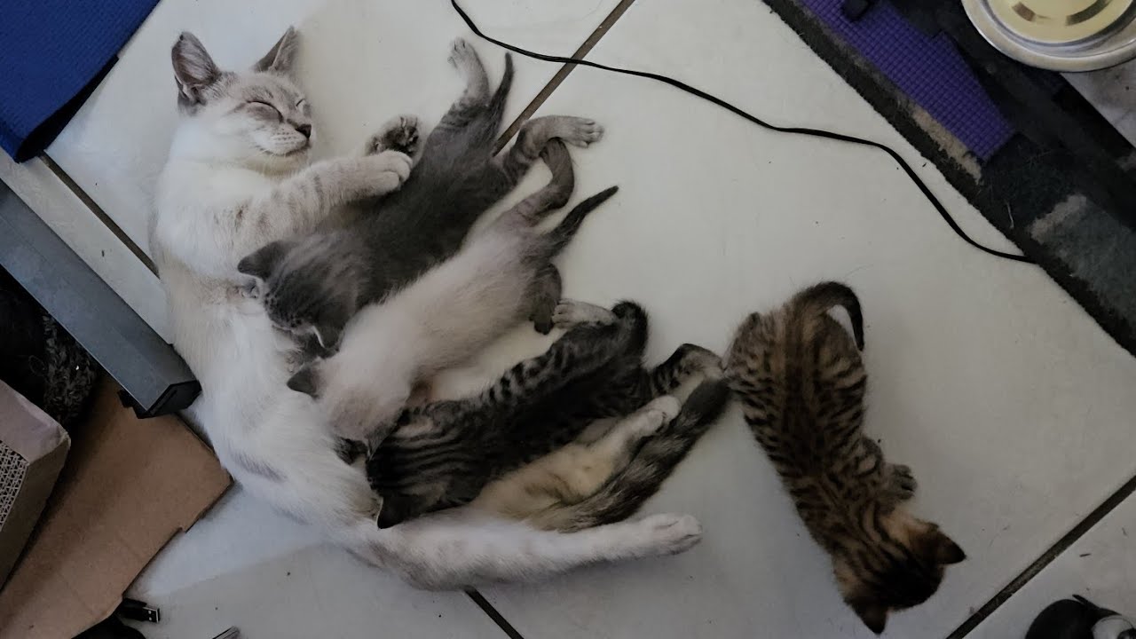 Mom Patiently Waits For Each Kitten To Arrive To Eat 💕