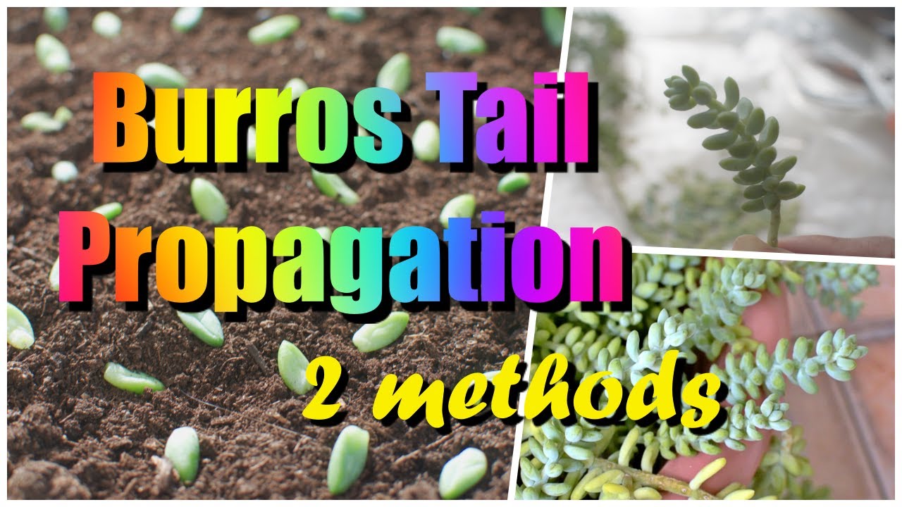 2 Methods On How To Propagate Burros Tail/ Donkey Tail Succulent +3 Weeks Growth Update 🌿🌿✂🌱